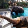 Indian billionaire family's private zoo cleared of 'foul play'