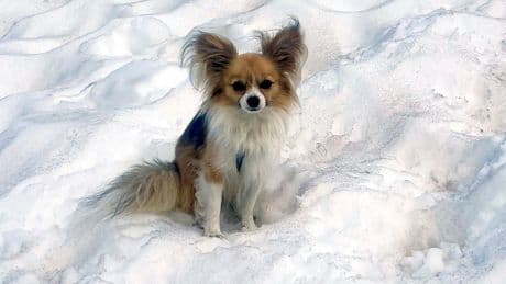 A pacing dog helps Swiss rescuers find a man who fell into a glacier