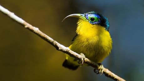 500 Bird Species Face Extinction Within The Next Century
