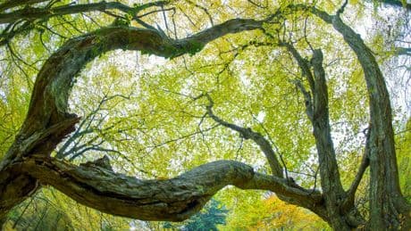 Ausflug ab Bremen: Urwald Baumweg –  Unberührtes Idyll für den Spaziergang