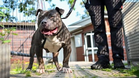 Moussa Sylla: Hund vernachlässigt? Jetzt spricht die Sitterin von "Ghosty"