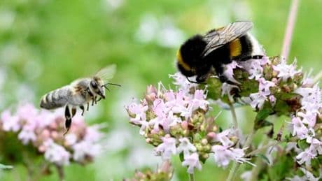 Loi Duplomb : l’acétamipride, le pesticide au cœur des débats, est-il dangereux pour l’environnement et la santé ?