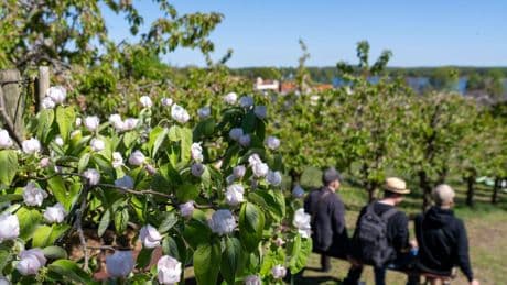 Feste: Baumblütenfest in Werder endet - neues Konzept aufgegangen