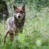 Koalitionsvertrag: Waldbesitzer und Jäger für Aufnahme des Wolfs ins Jagdrecht