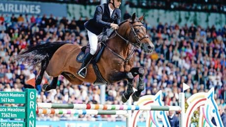 Reitsport und Tierschutz: Wie viel Stress darf ein Pferd haben?
