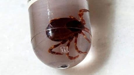 Bir kişi ölmüştü; ilçede ikinci kene vakası