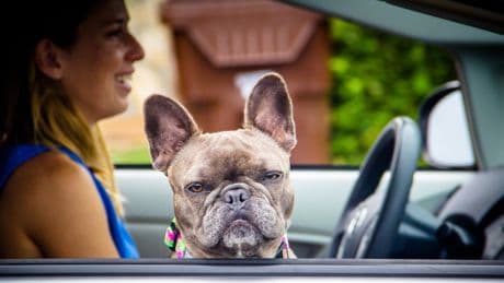 Tierisch teuer: Wer seinen Hund so transportiert, riskiert hohe Strafen