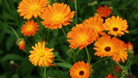 Jardin : les vertus admirables du souci, jolie petite plante sauvage