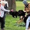Our dogs were nearly mauled to death by a crazed Alsatian let loose in a family park and it's cost us thousands in vet's fees...a child could be attacked next