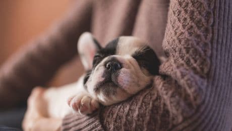 Hijos de cuatro patas: un psicólogo explica por qué las mascotas sustituyen a los niños