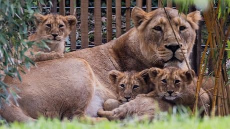 Tierschützer entsetzt - Zoo in Köln schläfert Löwen-Babys ein