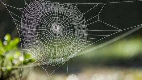 Areas of UK put on 'high alert' over 'country's most dangerous spider'