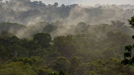 Peru: US-Bürger stirbt nach psychedelischer Pflanzen-Zeremonie im Amazonasgebiet