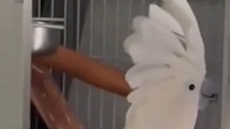 Wuff, Wufff! - Papagei verwirrt Hund komplett