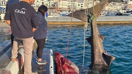 Un pesquero español captura el segundo tiburón más grande del mundo
