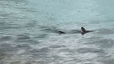 Chilling moment 12ft shark lurks feet off UK coast as kids play on shore in warm weather