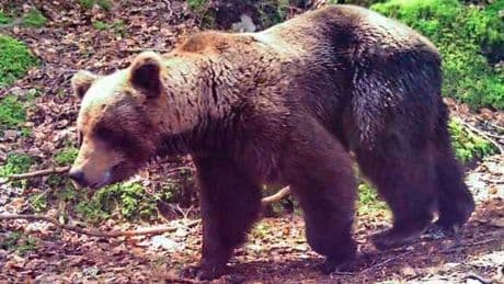 Franse jager (81) die beer doodschoot in de Pyreneeën ontsnapt aan gevangenisstraf: ’Mijn been werd opgegeten’
