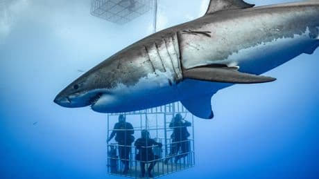 Frissons garantis : où plonger avec les quatre requins les plus dangereux du monde ?