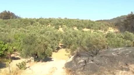 Alevler her yeri sardı, orası hiç etkilenmedi! Çanakkale’de akıllara durgunluk veren görüntü