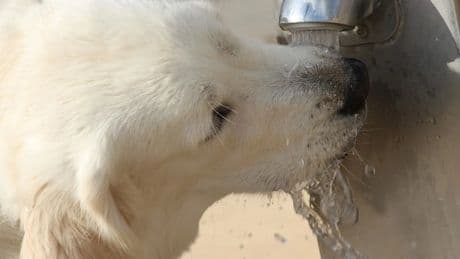Cómo identificar y prevenir la torsión gástrica en perros