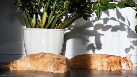 Katzen schlafen gern auf der linken Seite – um schneller reagieren zu können?