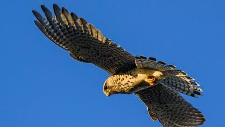 Vögel: Turmfalke abgeschossen – Naturschützer erstatten Anzeige