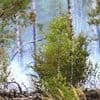 Feuerwehreinsatz: Löscharbeiten bei Waldbrand bei Bernau dauern an