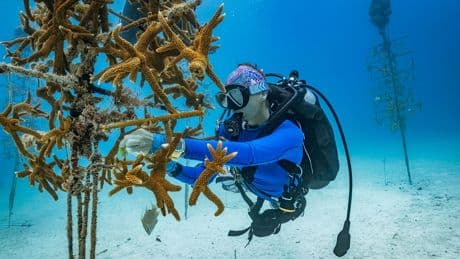 How We Can Restore Coral Reefs