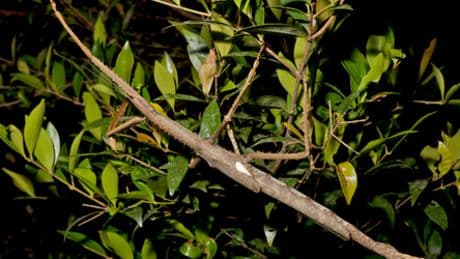 Australien: Riesige Gespenstschrecken-Art im Regenwald entdeckt