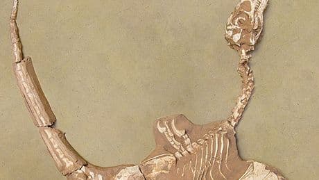 Bird-dinosaur species found with extremely ‘robust’ hands