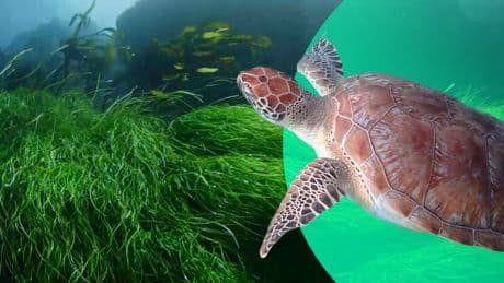 The Saya de Malha Bank, a 'forgotten ecosystem' in need of protection