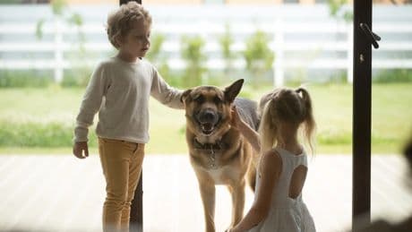 Cinco razas de perros para personas 'bricomaníacas': conoce a los McGyver del mundo canino