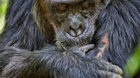 Humans’ Wounds Heal Much More Slowly Than Other Mammals’