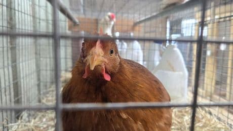 HHS cancels funding for bird flu vaccine development because of RNA concerns