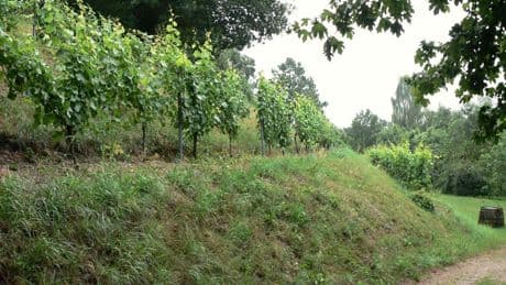 Hannover Tipp: Niedersachsens geheimer Wein-Garten | Anbau im Norden