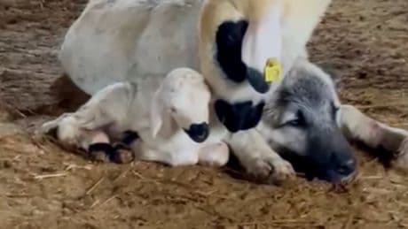Koyun ve kuzu ile arkadaş olan kangal görenleri gülümsetti