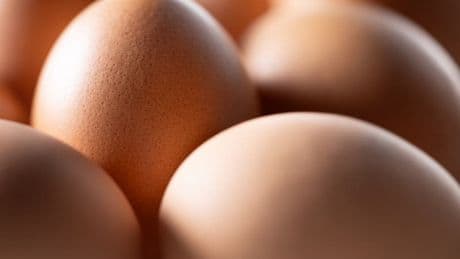 Oeufs impropres à la consommation à Lomme: une étude révèle une contamination à la dioxine