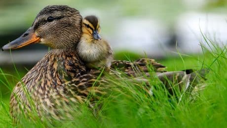 «La situation est critique» : la Loire-Atlantique sur le pied de guerre face à l’épizootie de botulisme qui tue des milliers d’oiseaux