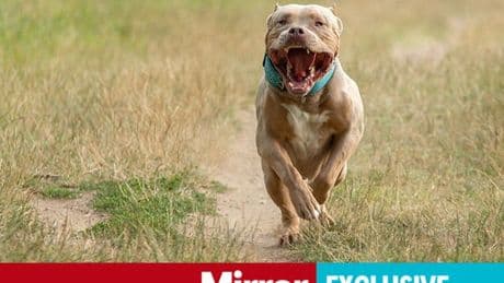 UK's fatal XL Bully attacks mapped - check your area for number of horror dog maulings