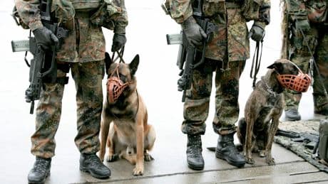 Bundeswehr verliert Prozess um Diensthund - Ex-Soldat kriegt Nachzahlung für Gassi-Überstunden
