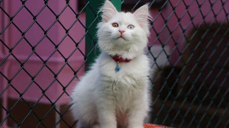 Van Kedi Villası'na 55 'melek' katıldı