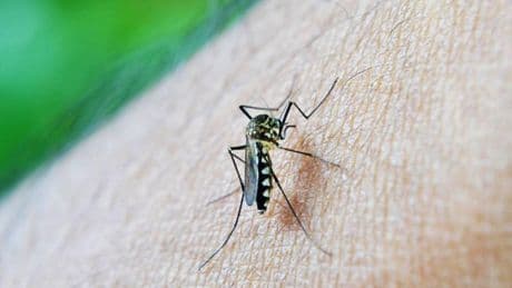 Çin’in Foşan kentinde Chikungunya salgını: Vaka sayısı 7 bini aştı