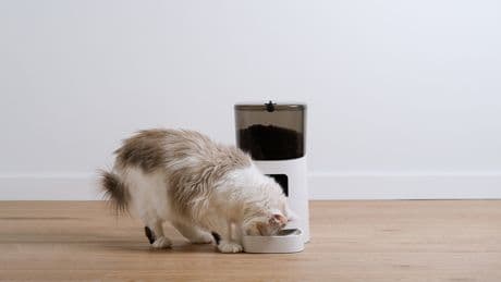 Aufatmen für Katzeneltern: Die besten Futterautomaten im Vergleich