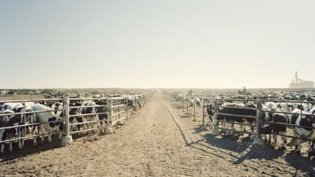The brutal trade-off that will decide the future of food