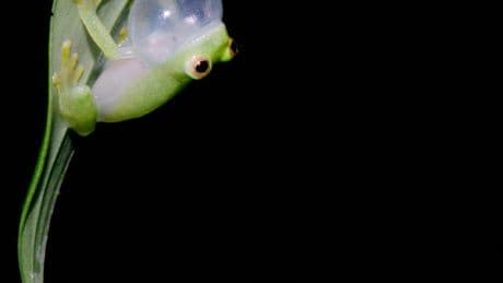 A Cloud Forest in Ecuador Is Crying for Help