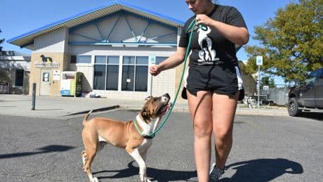 Meth burn by FBI smokes out Montana animal shelter