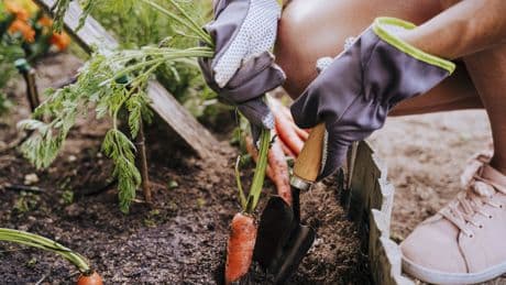 Der richtige Zeitpunkt: Zu welcher Uhrzeit Sie Gemüse am besten ernten sollten