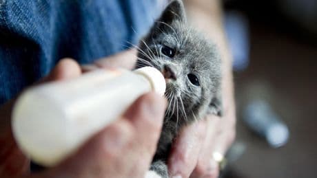 Aantal meldingen van verwaarloosde dieren stijgt: ’De grens aan onze capaciteit is bereikt’