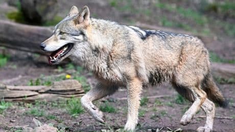 EU-Parlament stimmt über Schutzstatus des Wolfs ab