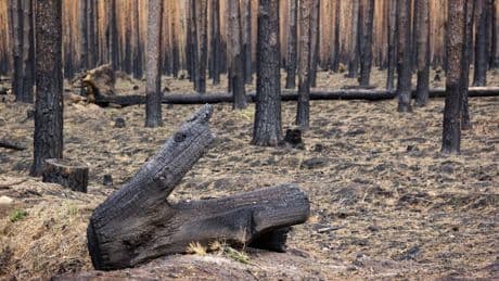 Débroussaillement : face au risque d’incendie, une obligation légale renforcée mais encore trop peu respectée